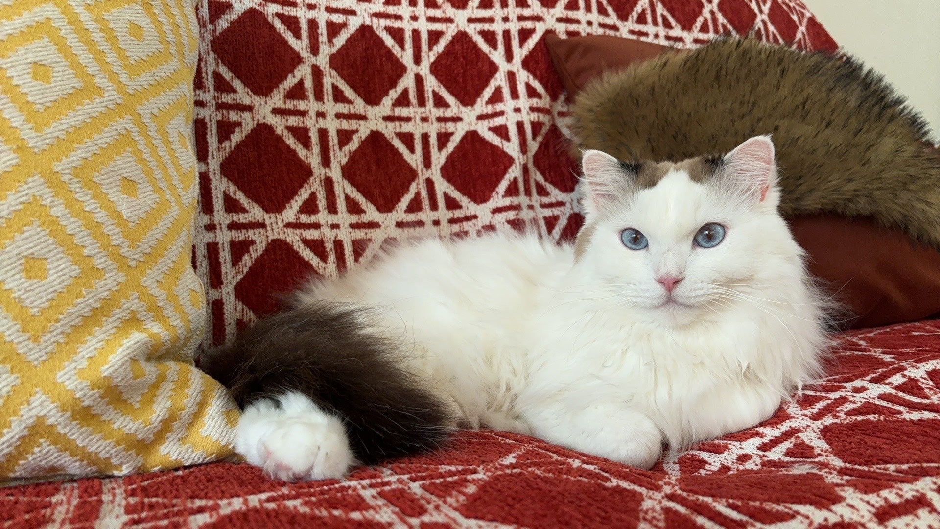 Best Sofa Fabrics for Cat Owners: What Actually Matters